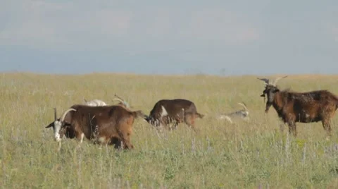 Herd of goats nipping the grass in the plain Stock Footage 8366246