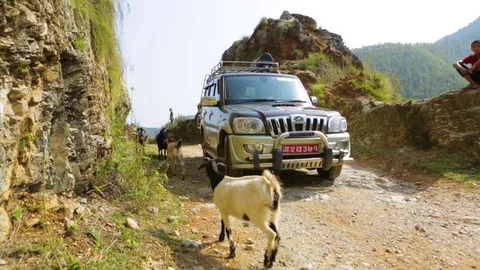 Herd of goats passing by a car standing in a hilly terrain Stock Footage 77444474