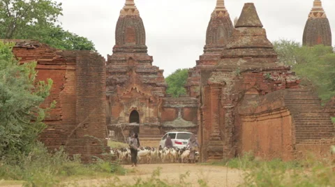 A Herd Of Goats Passing The Temples And Pagodas in Bagan Myanmar (Burma) Stock-Footage 65201745