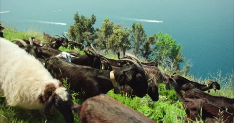 Herd of Goats on the Path of the Gods Stock Footage 251956519