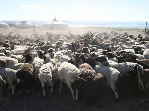 Herd of goats Foto stock