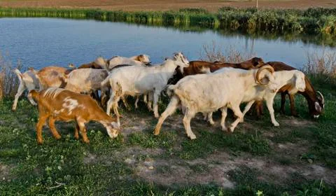 A herd of goats Stock Photos