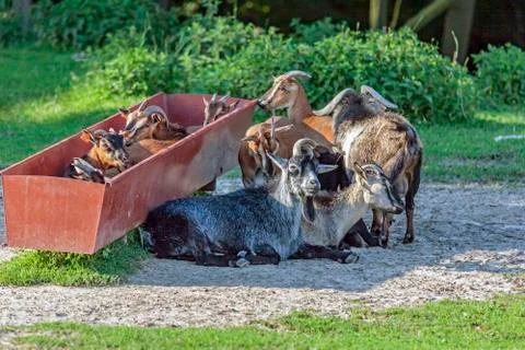 Herd of goats Stock Photos