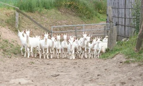Herd of goats Stock Photos