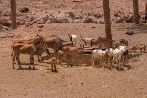 Herd Of Goats Stock Photos