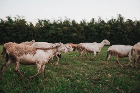 Herd of goats Stock Photos