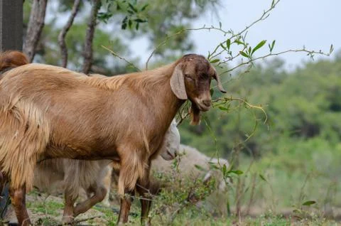 The herd of goats Stock Photos
