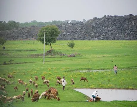 Herd of goats Stock Photos