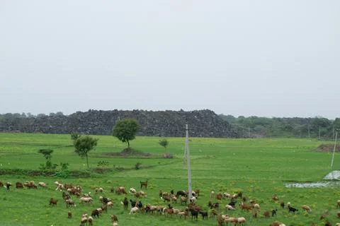Herd of goats Stock Photos