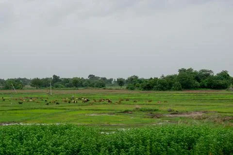 Herd of goats Stock Photos