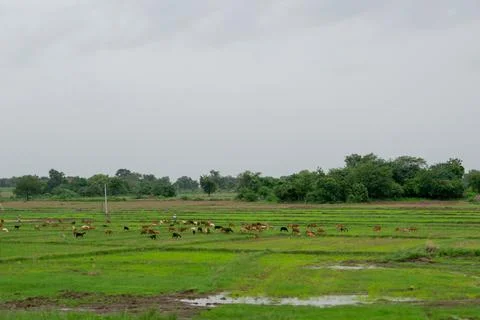 Herd of goats Stock Photos