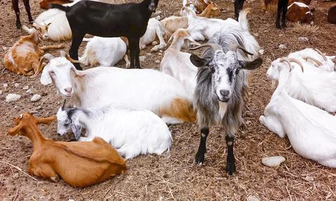 Herd of goats. Stock Photos
