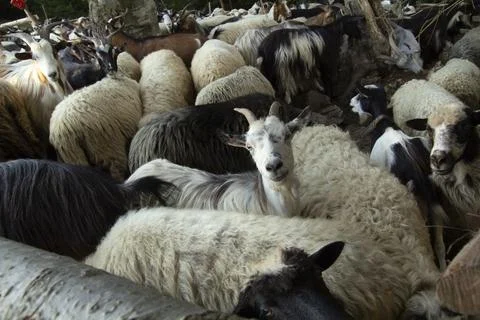 Herd Of Goats Stockfoto's