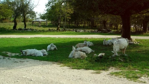 Herd of Goats Resting beneath a Tree in Georgia. UltraHD 4k footage 库存影片 99017084