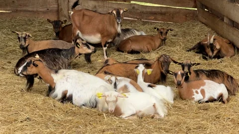 A Herd of Goats Resting Peacefully on Hay in a Rural Barn on a Farm in France Stock Footage 332293996