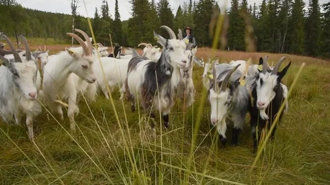 A herd of goats is running against the camera. Stock Footage 101248751