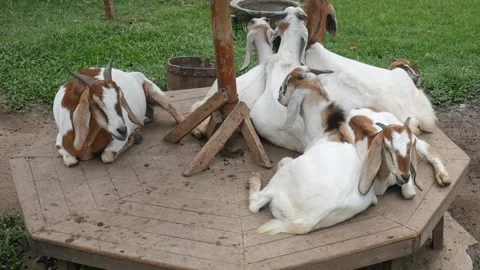 A herd of goats is sitting while chewing food Stock Footage 197980025