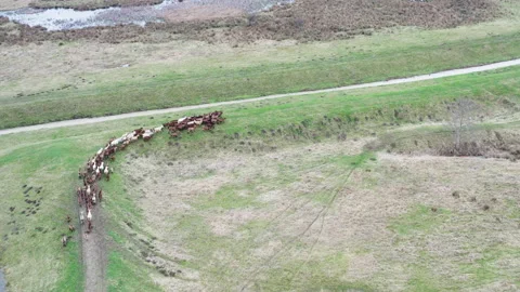 A herd of goats is slowly being chased along the rampart Stock Footage 231906437