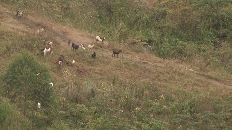 Herd of goats, Uganda Vídeo Stock 84594493