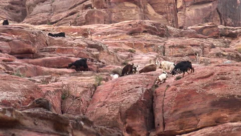 Herd of goats under the cliffs of Little Petra. Stock Footage 145147369