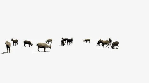 A HERD OF GOATS WALKING &amp; EATING Vídeos de archivo 75420697