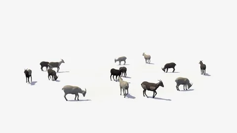 A HERD OF GOATS WALKING &amp; EATING FRONT AXO Vídeos de archivo 75426265