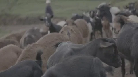 A herd of goats walking. Видео 69215198