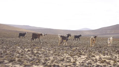 Herd of goats walking in landscape Stock Footage 85816397