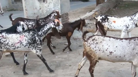 Herd of goats walking in slow motion Stock Footage 86733273