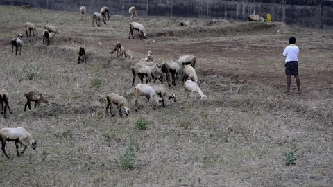 Herd Of Goats Walking Through Field Tamil Nadu, India 動画素材 72578061