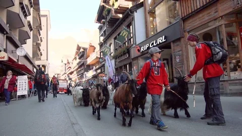 Herd of goats walking through mountain village of Zermatt in Switzerland Stock Footage 93176843