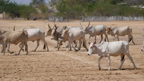 Herd of gobra cows walking on dry sandy land, village in background Video stock 208941169