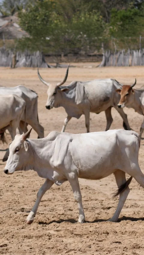 Herd of gobra cows walking on dry sandy land, village in background Stock Footage 230693894