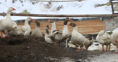 A herd of goose 2 Stock Footage 85300128