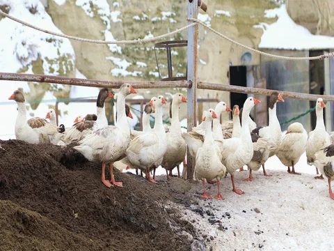 A herd of goose 動画素材 85332870