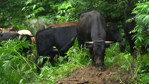 A herd of gray and black cows graze. Annoying flies flying near her muzzle. Many Stock Footage 143242277