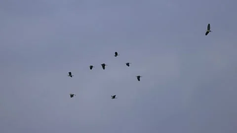 A herd of gray herons in flight, 4K slomo Stock Footage 170832430