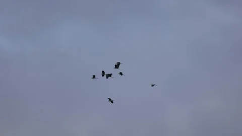A herd of gray herons in flight, 4K slomo Stock Footage 170832444