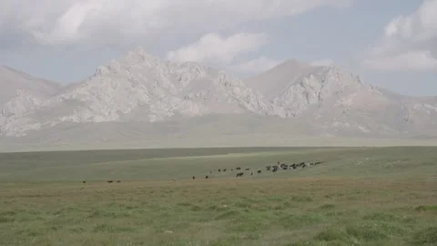 Herd grazing on alpine steppe under cumulus clouds, Naryn Region, Kyrgyzstan Stock Footage 347242992