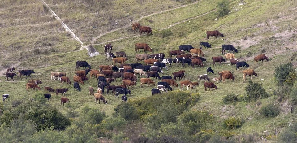 A herd of grazing cattle in the fields Stock Photos