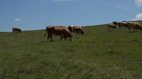 Herd of Grazing Cows Stock Footage 64729689