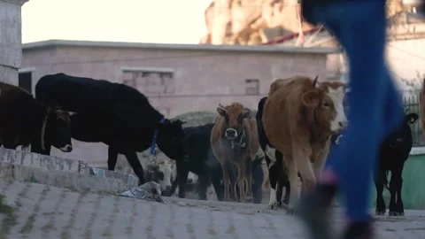 Herd of grazing cows Stock Footage 205484710