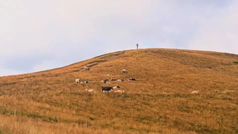 Herd of grazing cows on a hillside pasture with a cross Stock Footage 341476901