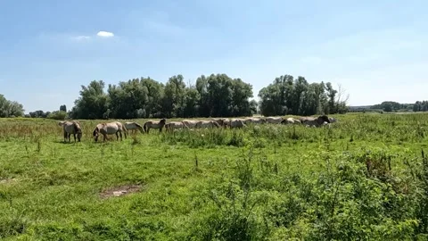 A herd of grazing Konik horses near Nijmegen in the Netherlands Video stock 280682653