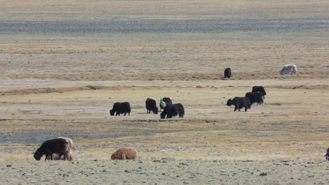 Herd is grazing in the mountain valley Video stock 77106753