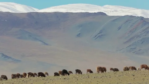 Herd is grazing in the mountains Video stock 77106487
