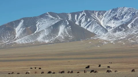 Herd is grazing in the mountains Mongolia Video stock 77106837
