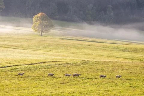 A herd of grazing sheep on a meadow. Stock Photos