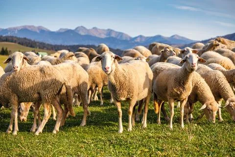 A herd of grazing sheep on a meadow. Stock Photos