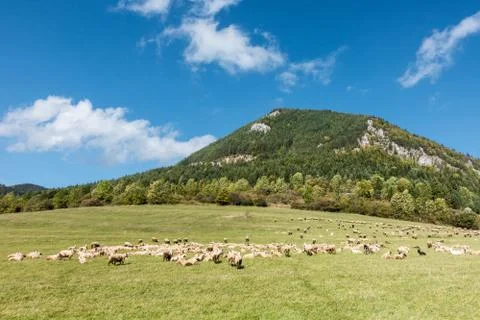 Herd of grazing sheeps under limestone hill Stock Photos